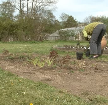 Plant staudene Plant staudene